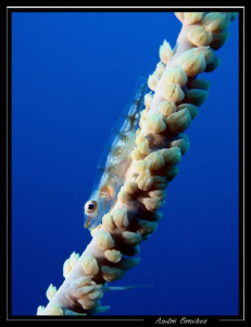 Gobie nain sur un corail fil de fer by André Bruchez 